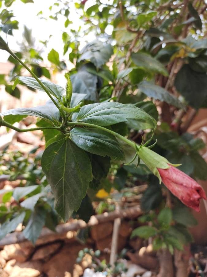 Hibiscus cispadanus 13