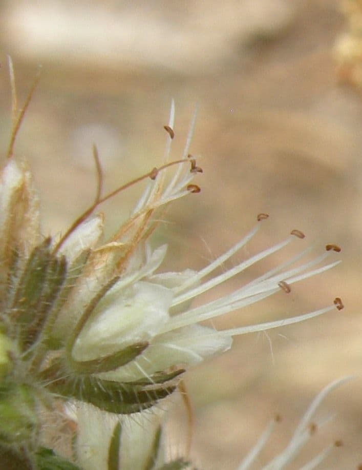 Facelia