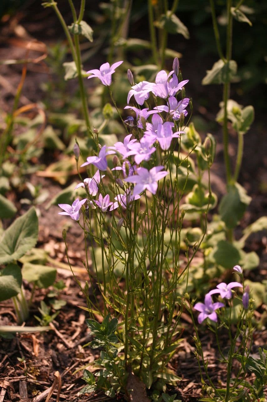 Campanula diffusa 15
