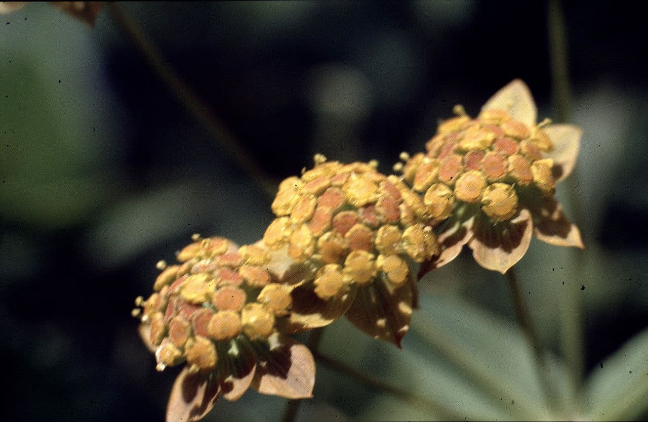 Bupleuro ranuncoloide 5