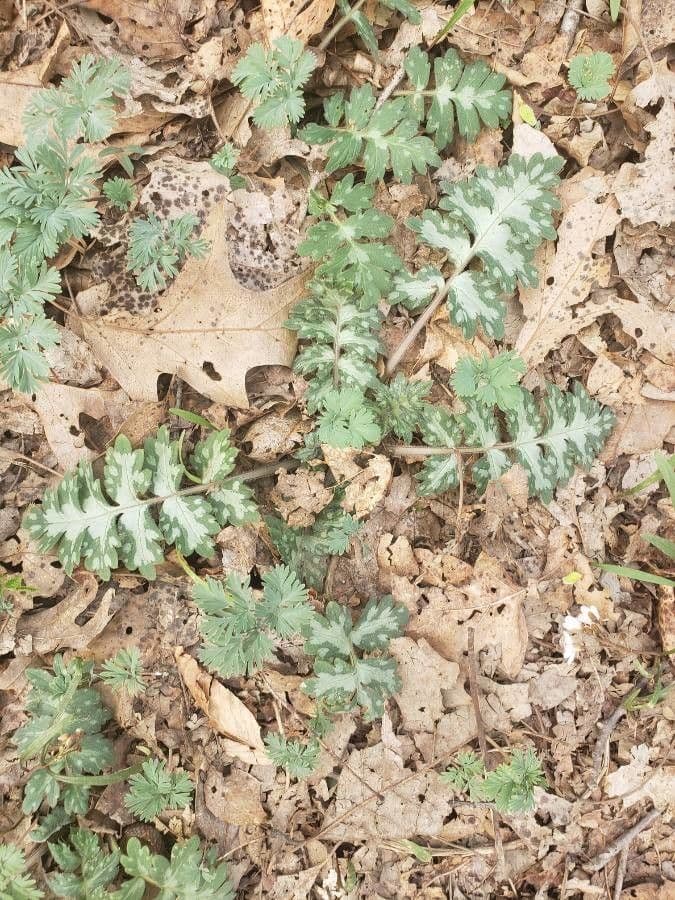 Hydrophyllum 8