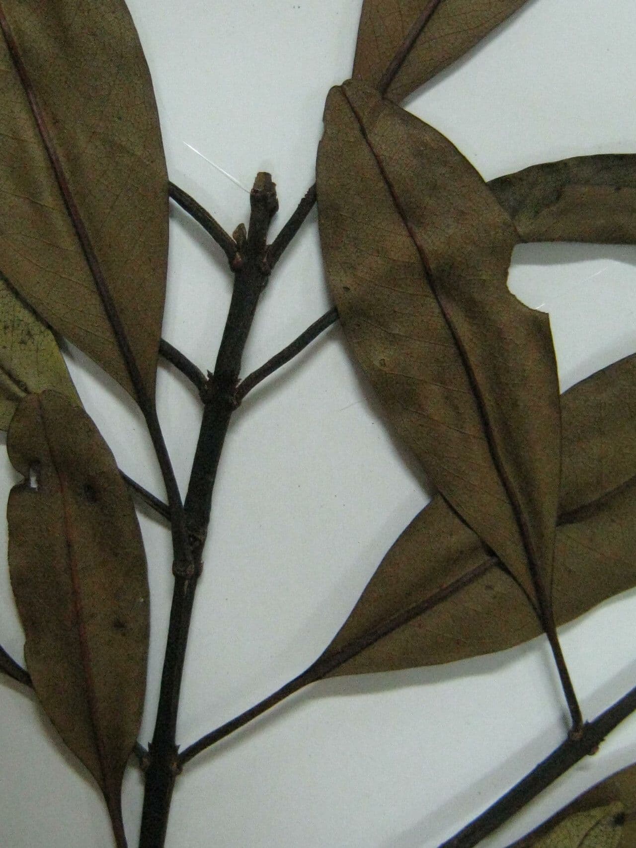 Vochysia 3