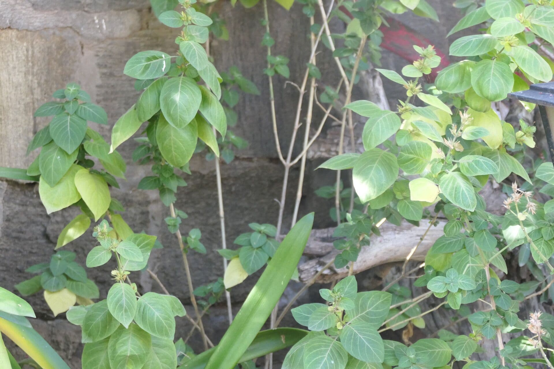 Hypoestes aristata 6