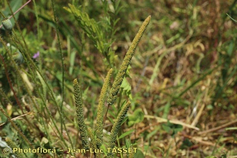 Phleum paniculatum 8