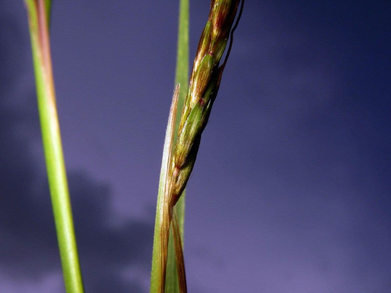 Hyparrhenia rufa 14