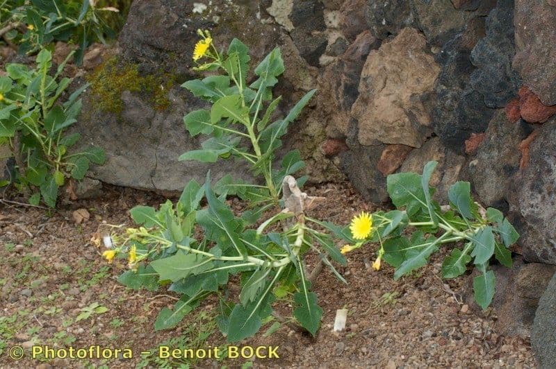 Lechuga 3