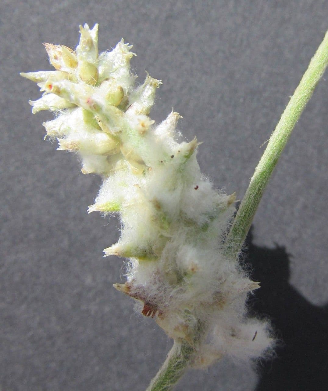 Froelichia floridská 5