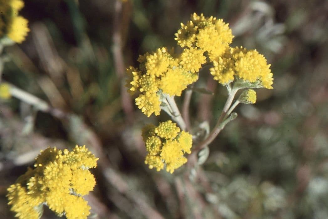 Artemisia glaciale 4