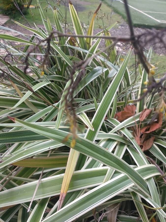 Dianella tasmanská 3
