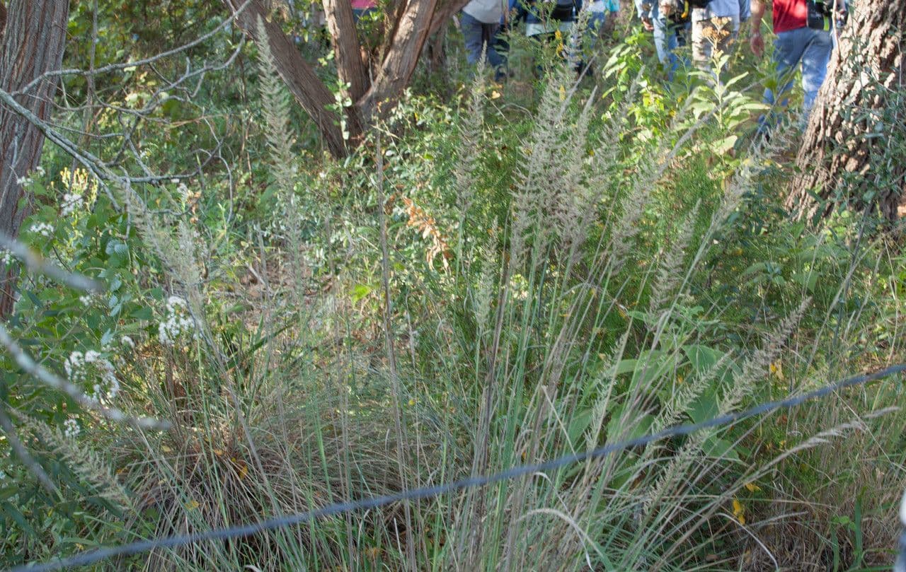 Muhlenbergia 3