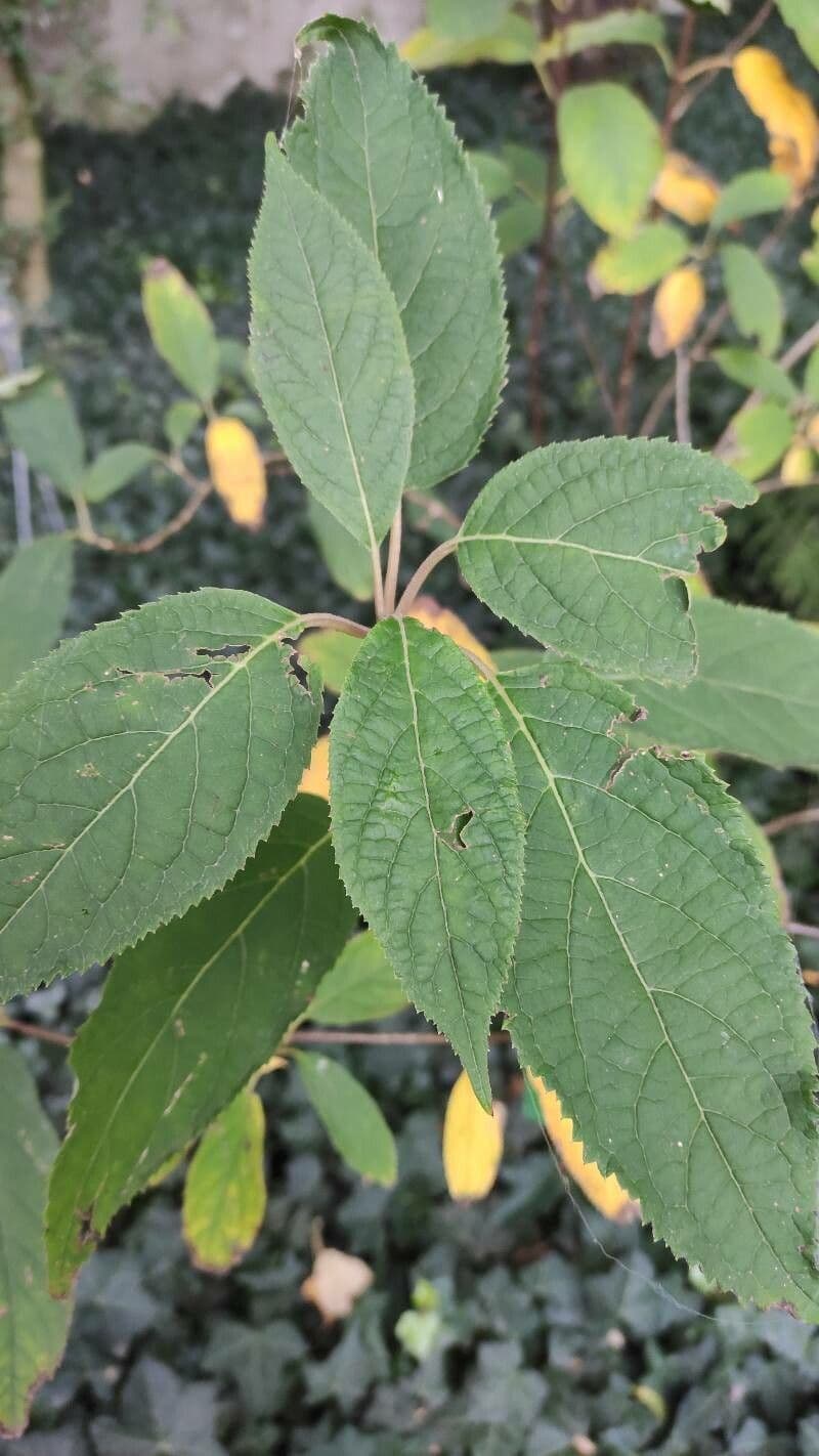 Ortensia eteromalla 5