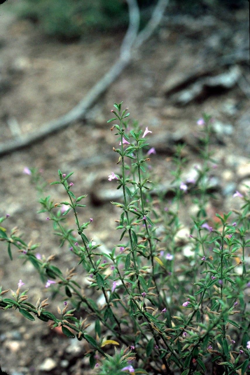 Hedeoma nano 5