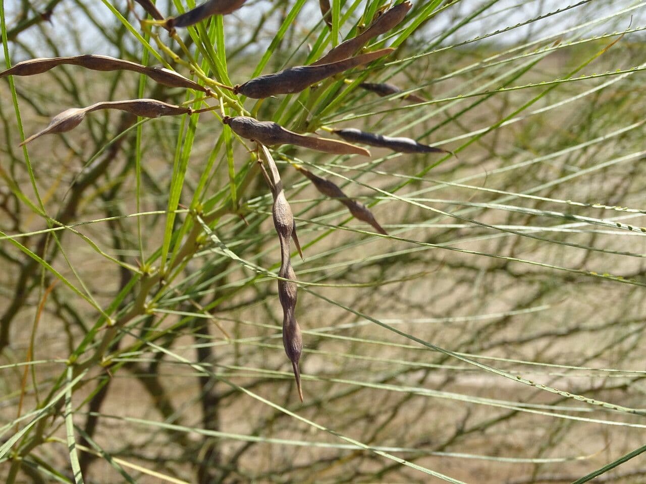 Parkinsonia