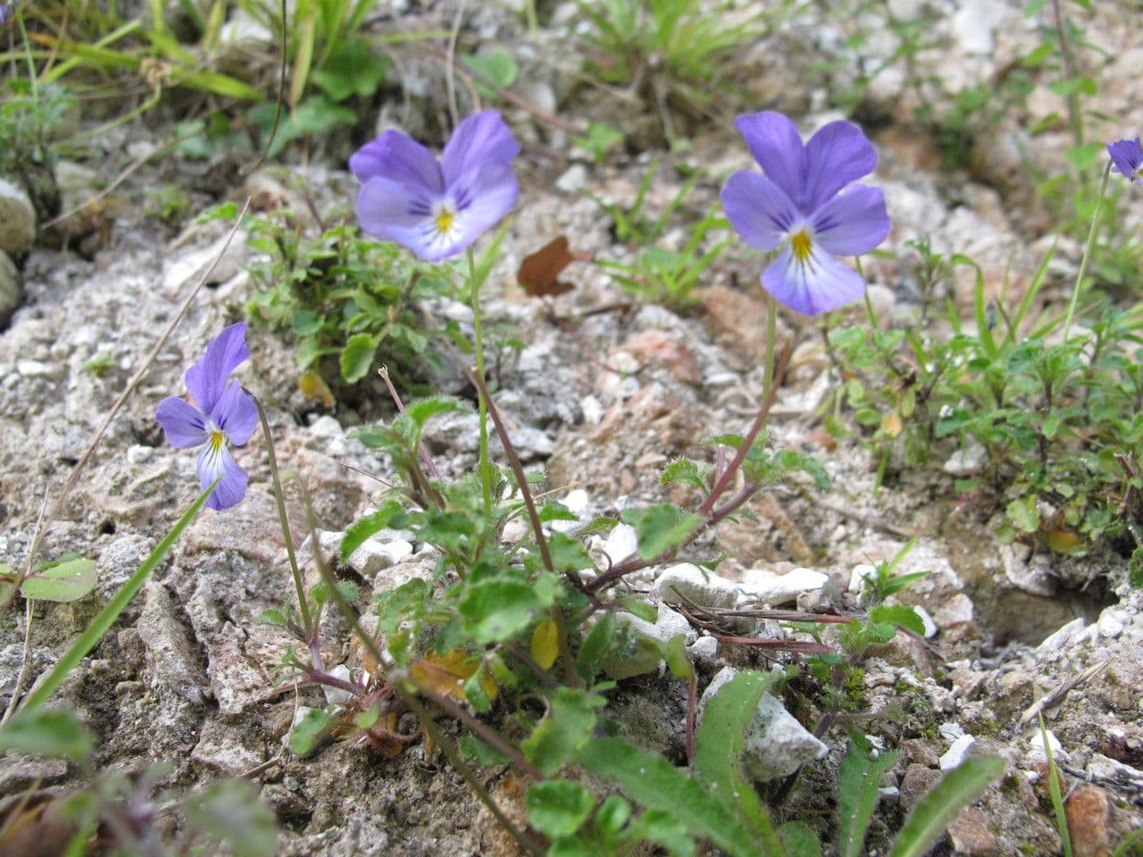 Viola aspra 10