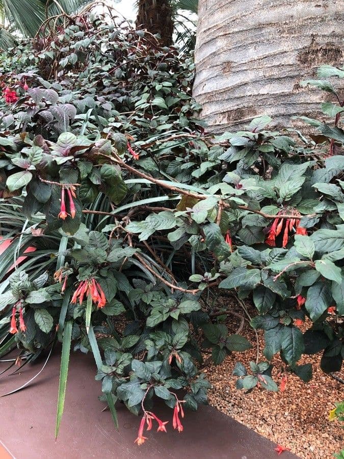 Fuchsien 20