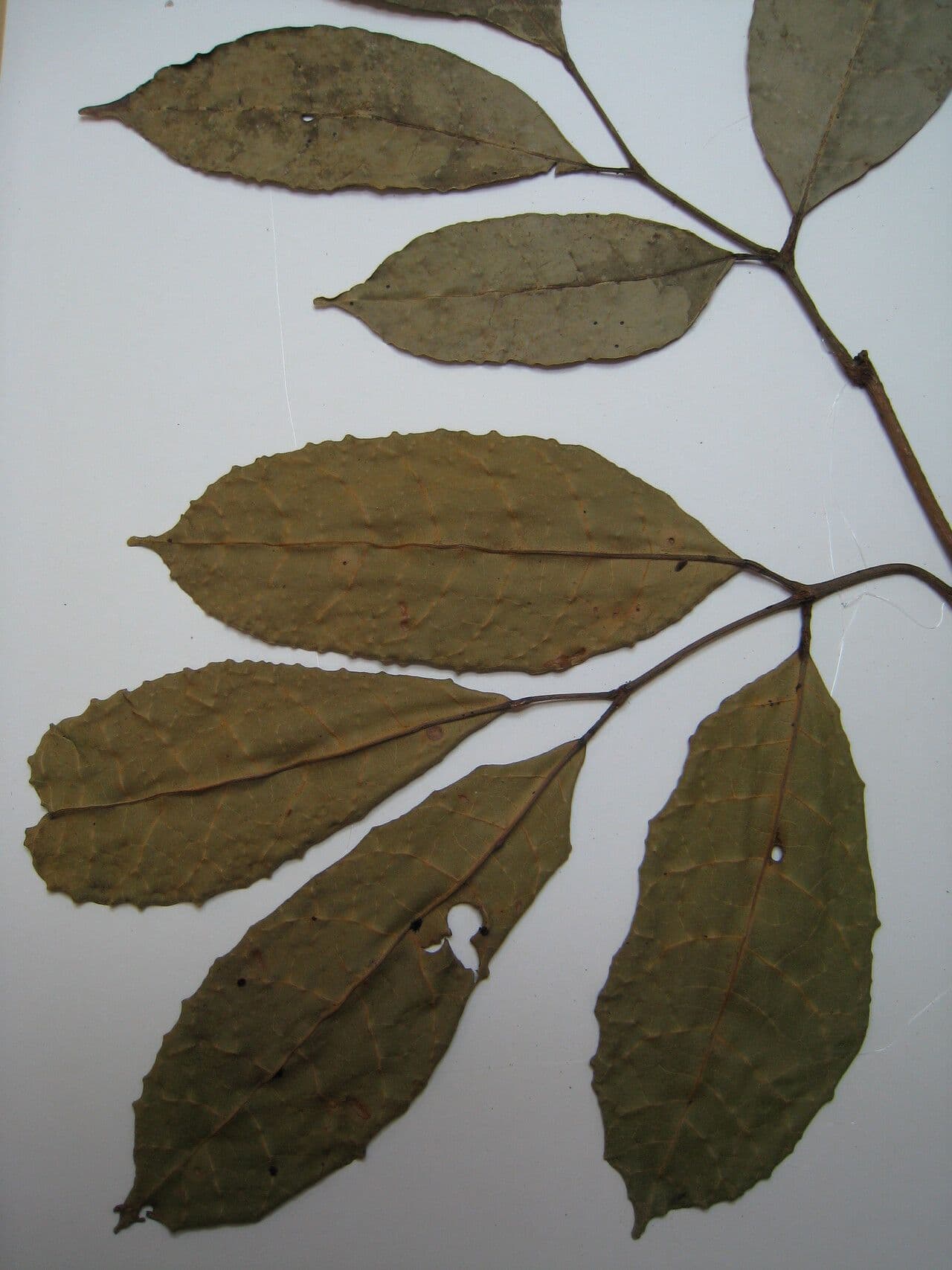 Protium decandrum 10