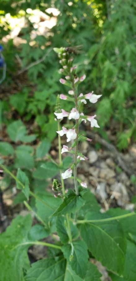 Phryma leptostachya 5