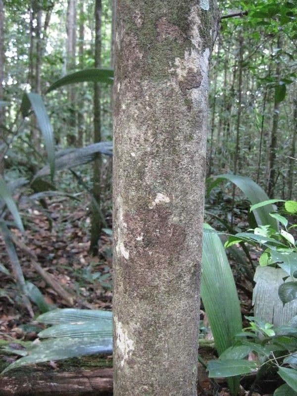 Hirtella 9