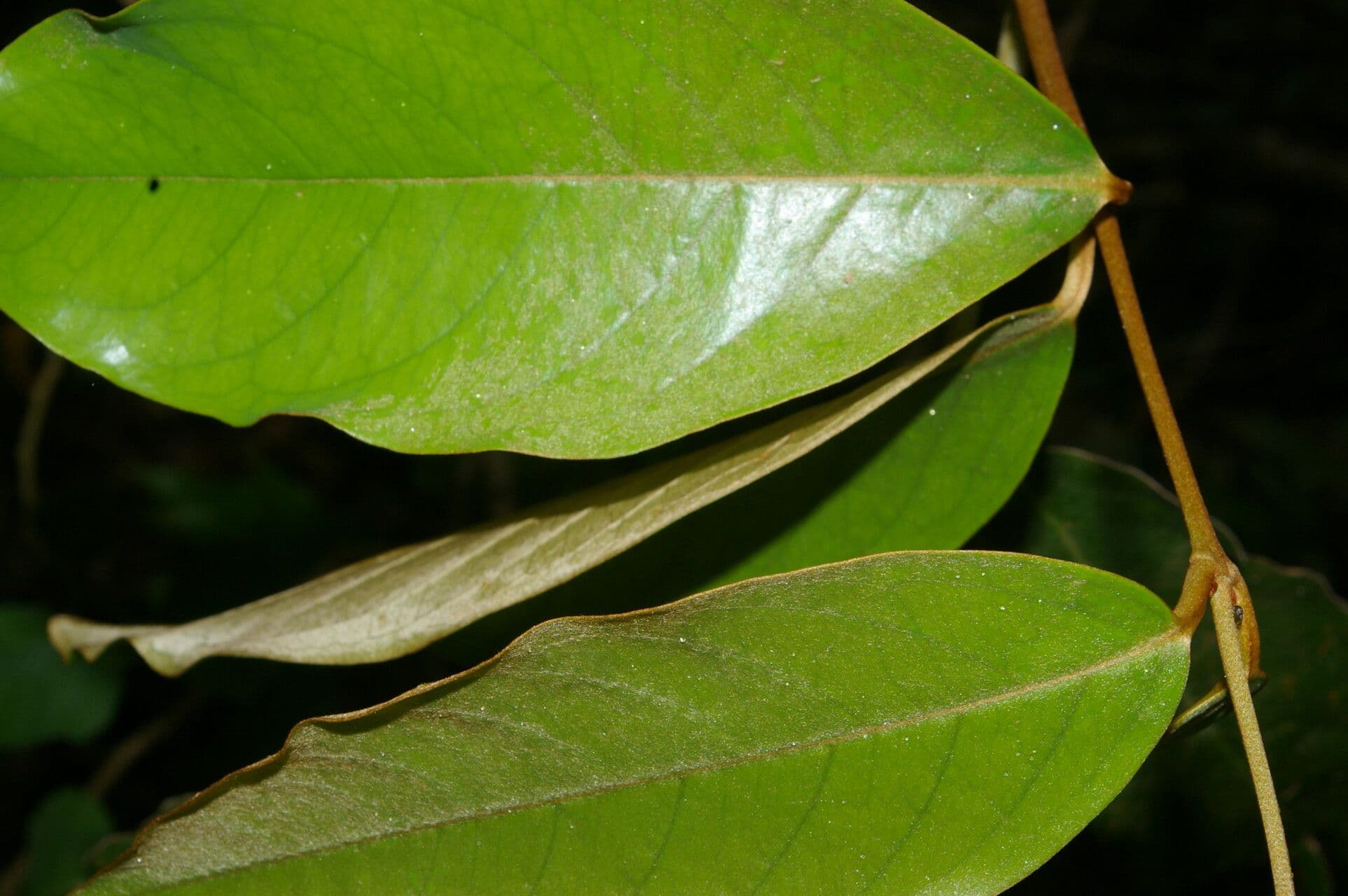 Heteropterys 2