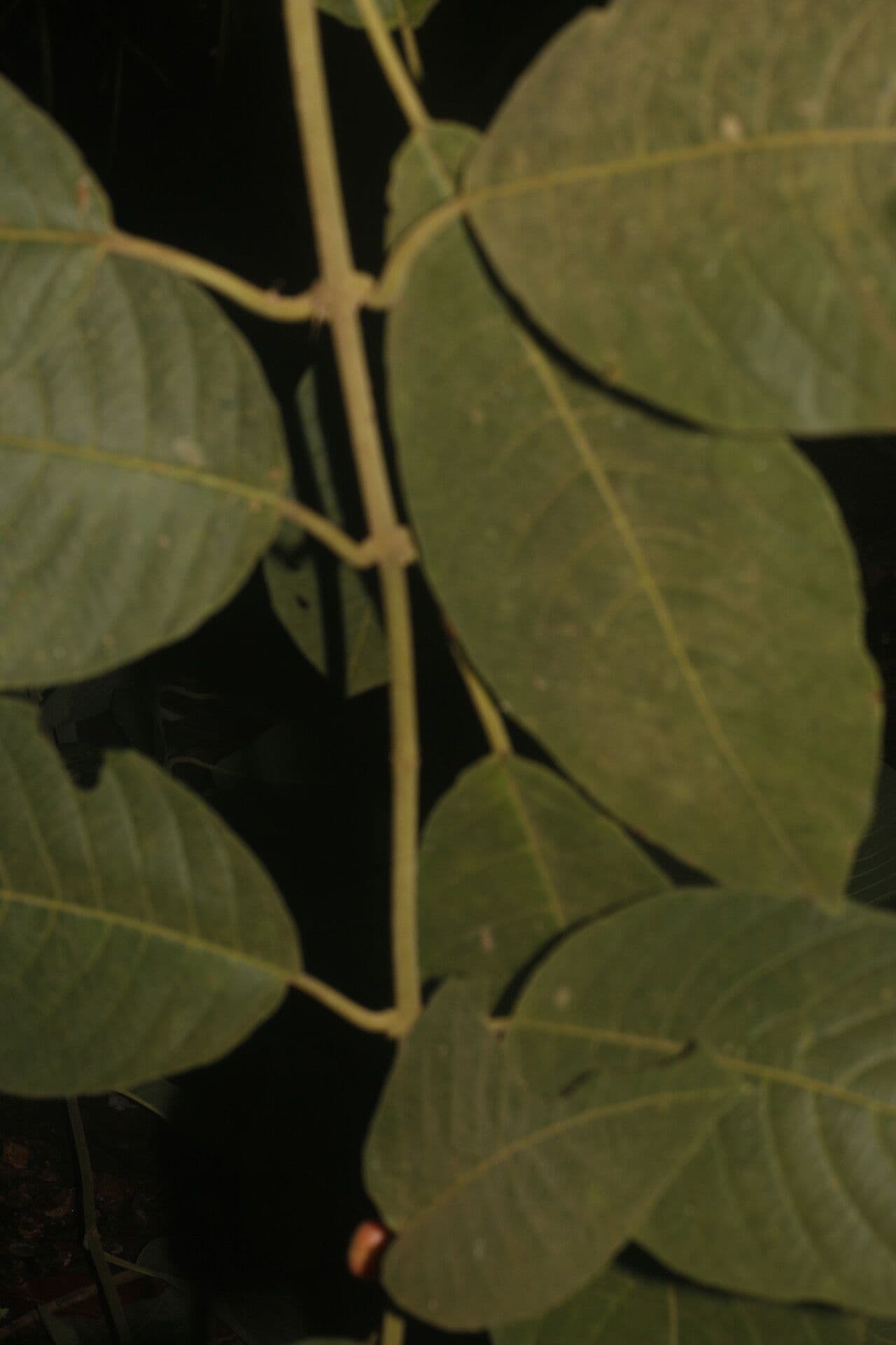Siparuna gesnerioides 14