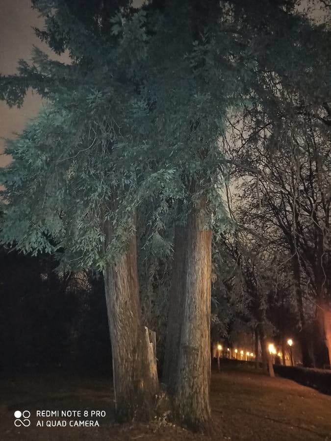 Sequoia sempreverde 11