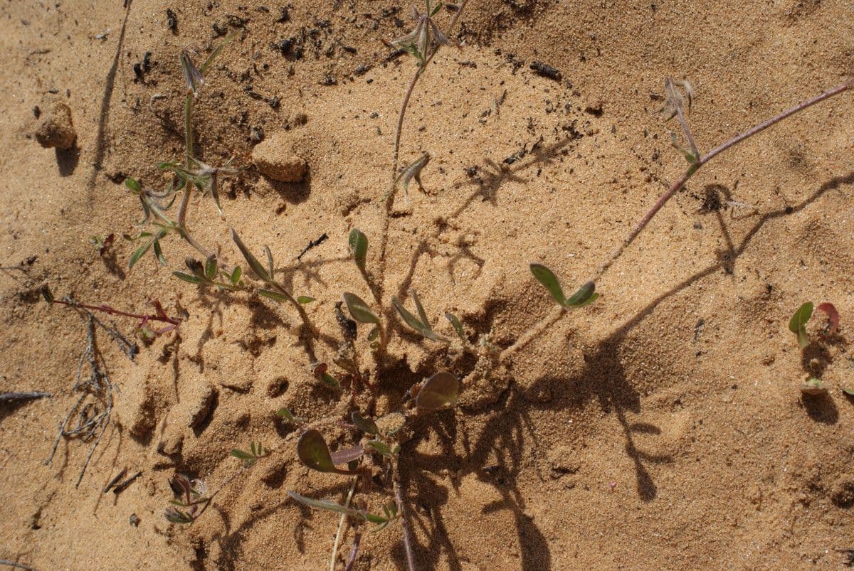 Anthyllis 11