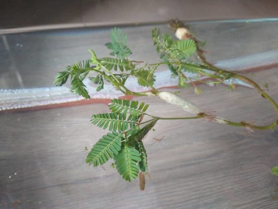 Aeschynomene