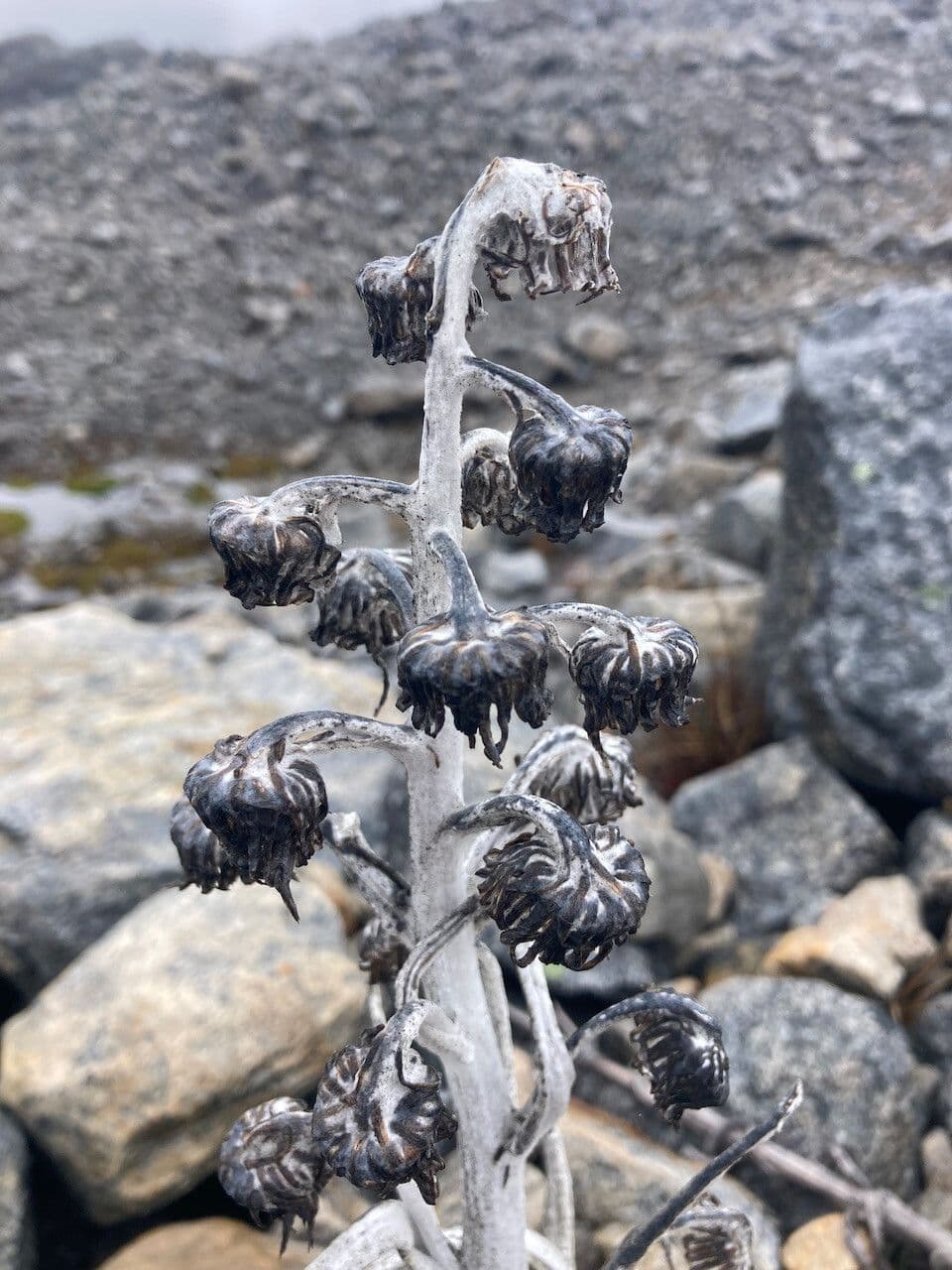 Senecio