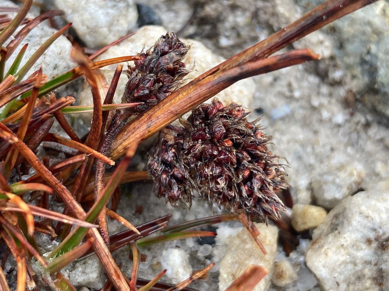 Luzula racemosa 2