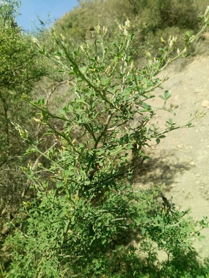 Calicotome spinosa 15