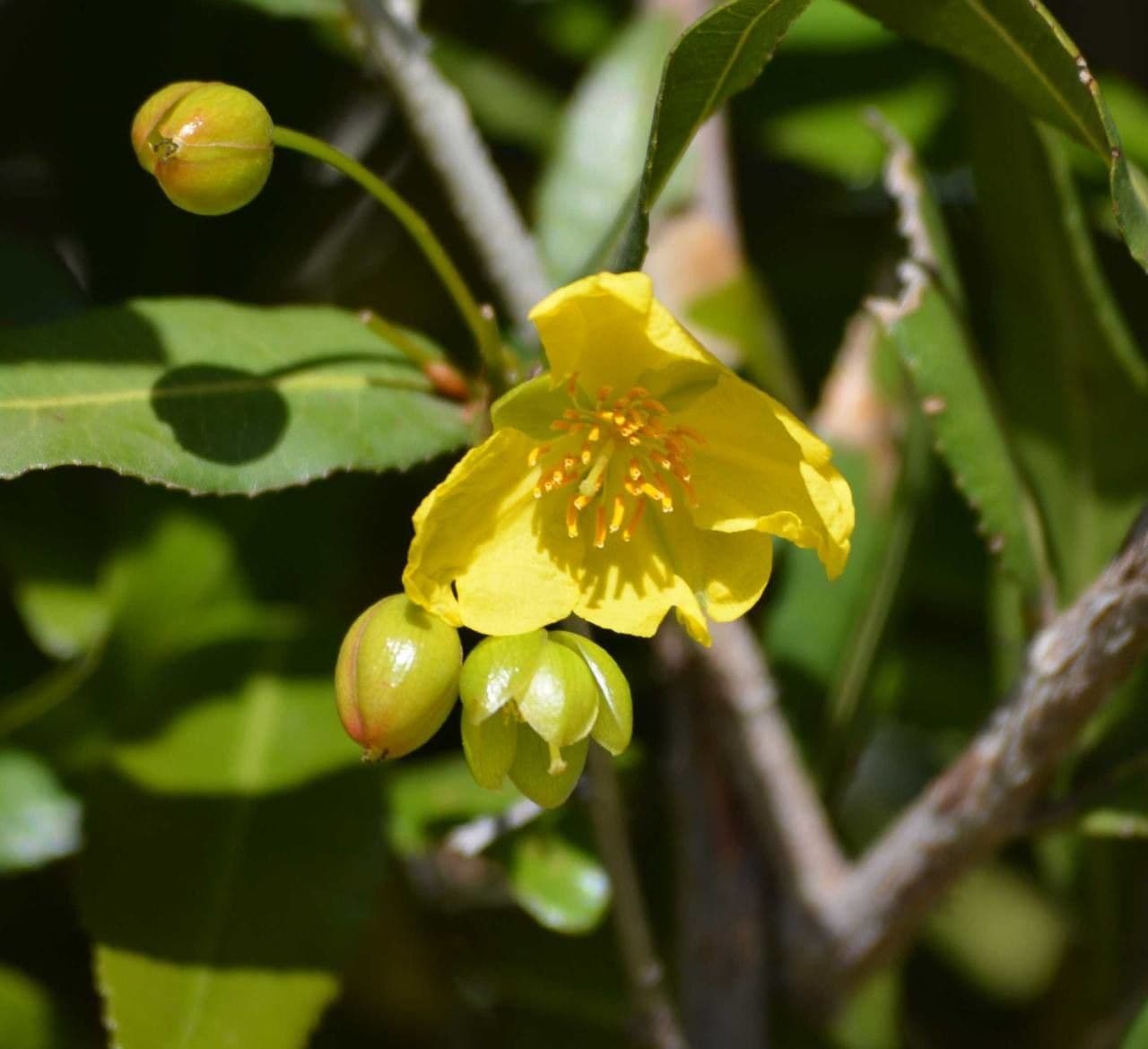 Ochna pulchra 3