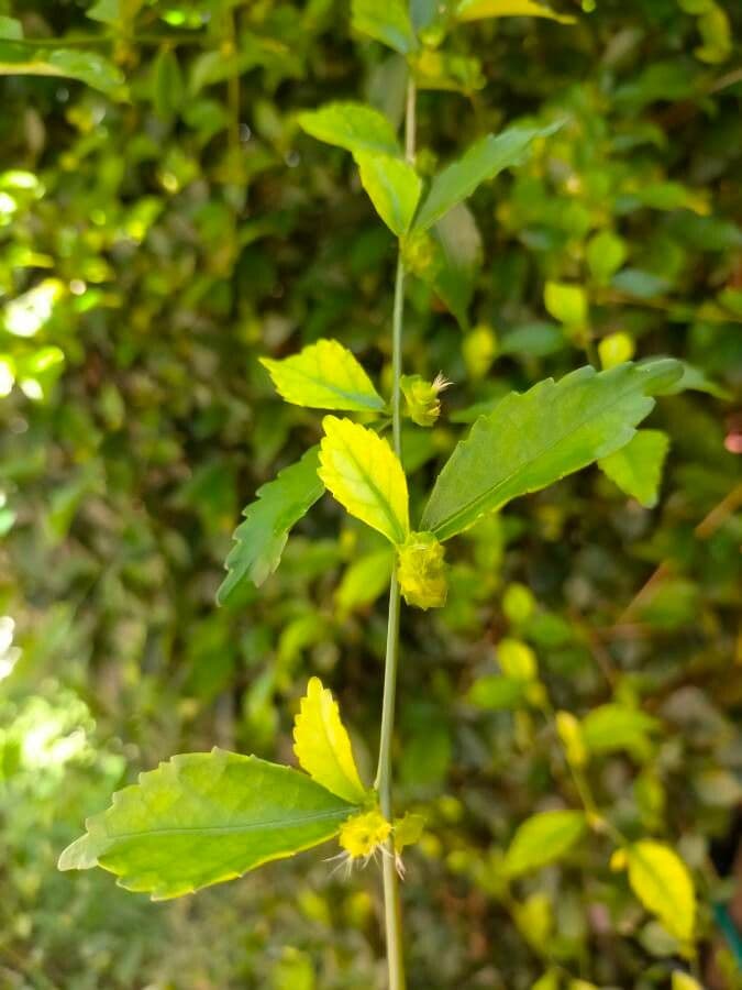 Copale del Siam 11