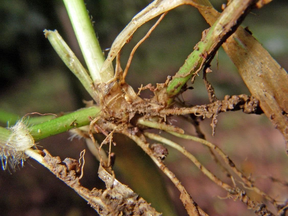 Panicum 7