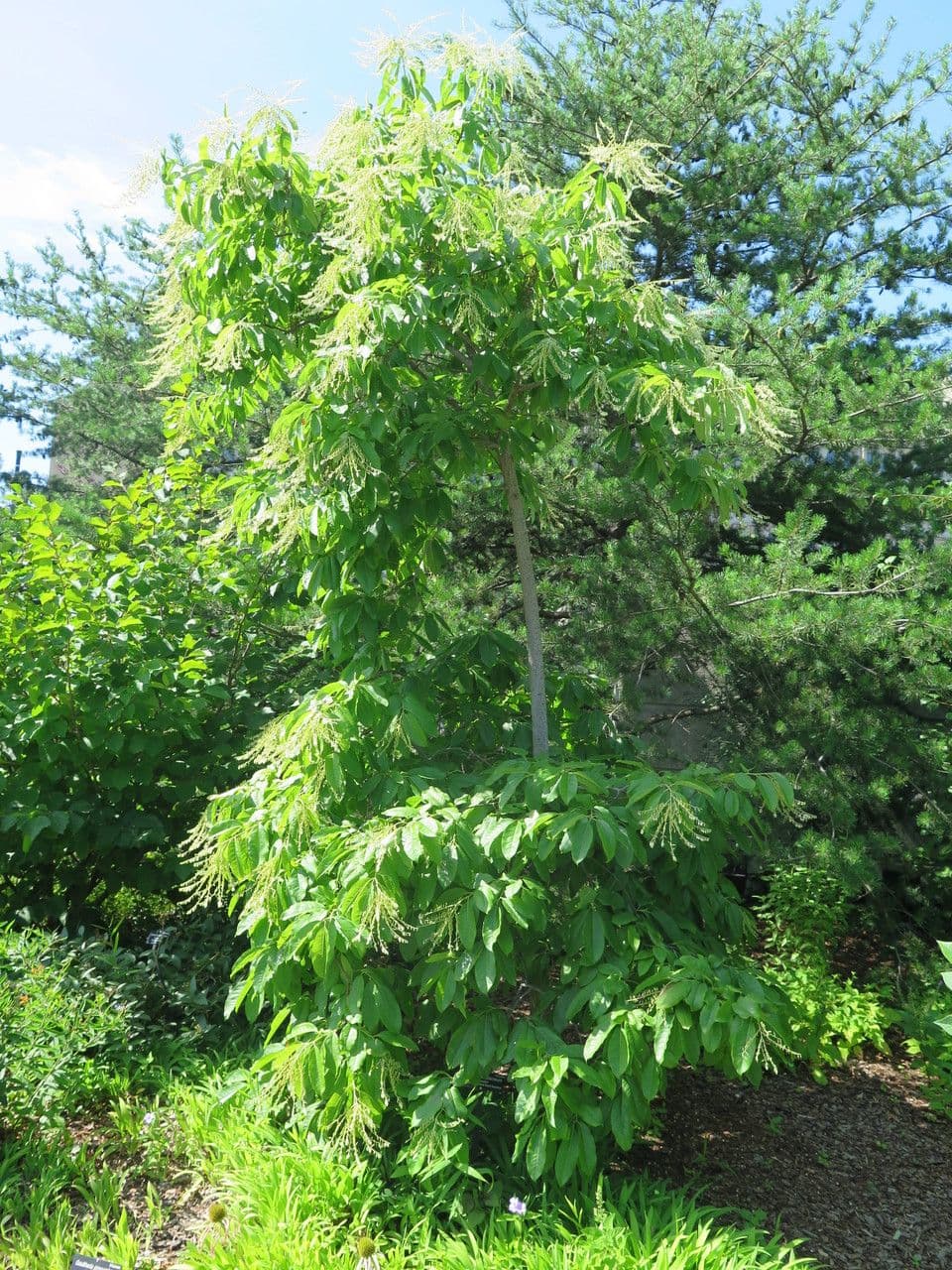 Oxydendrum 12