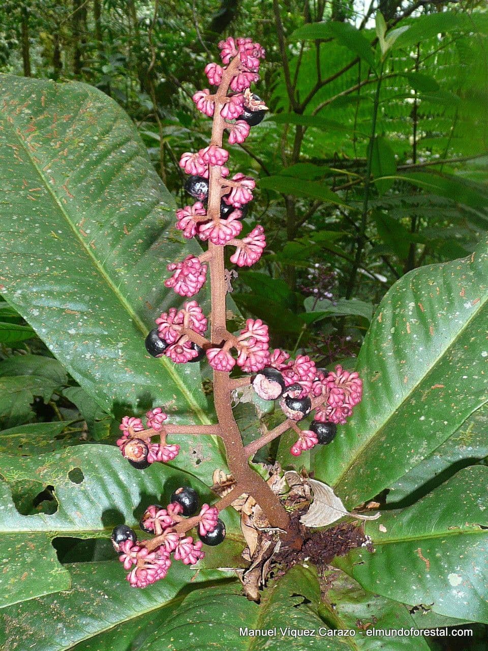 Ardisia