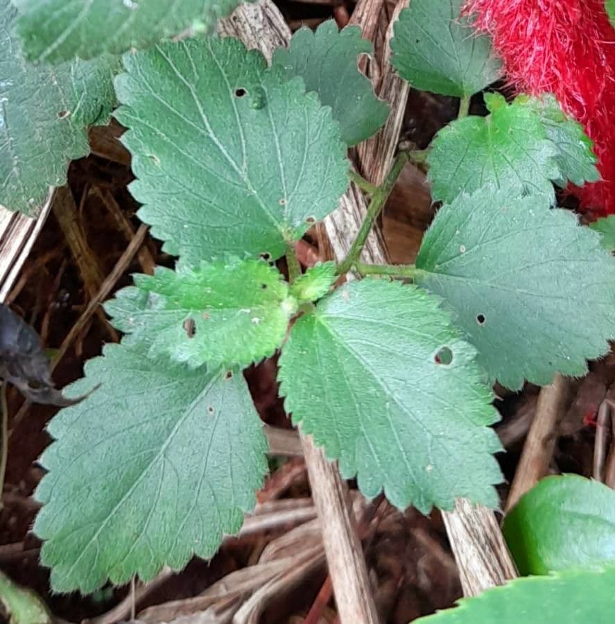 Acalypha 7