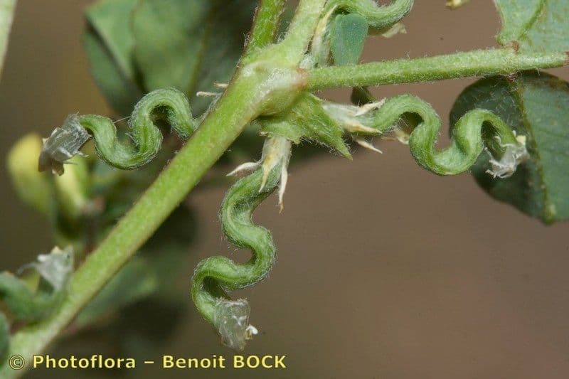 Bôb 12