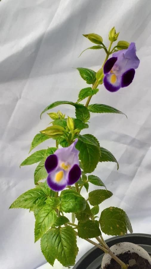 Torenia asiatica 2