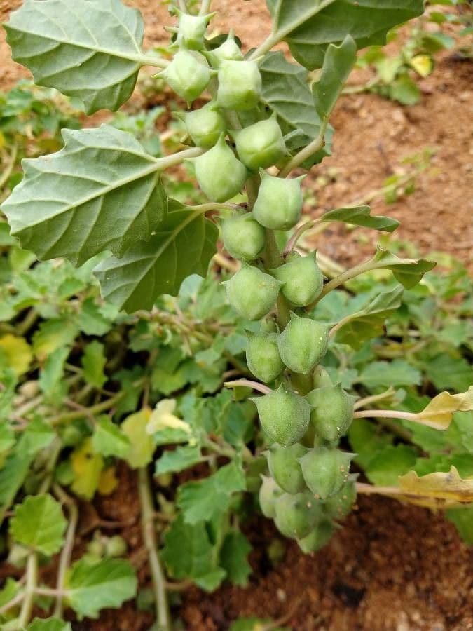 Pedalium murex