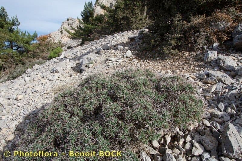 Griechischer Dornen-Wolfsmilch 9
