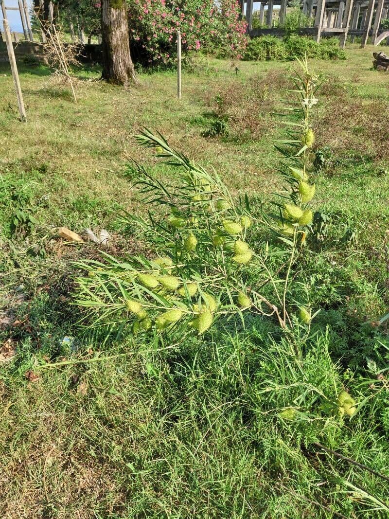 Gomphocarpus 12