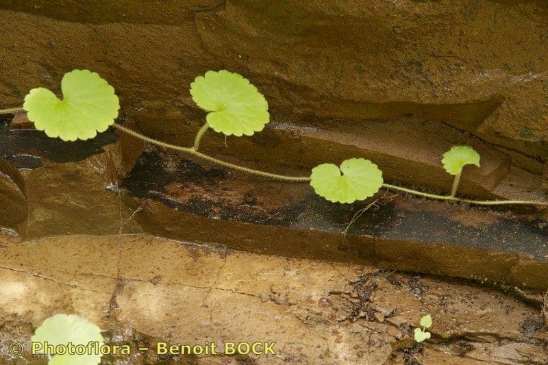 Sibthorpia 9
