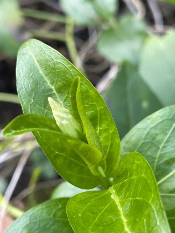 Pervinca difforme 16