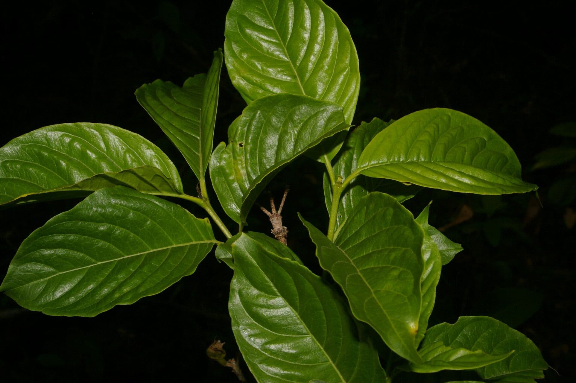 Kutarea 13