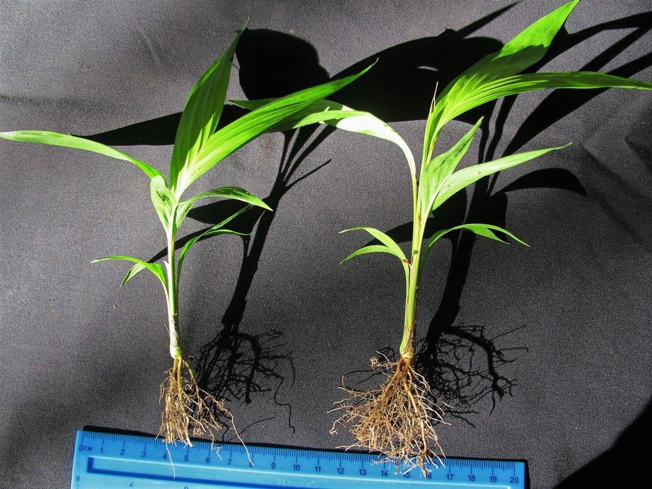 Geonoma interrupta 26