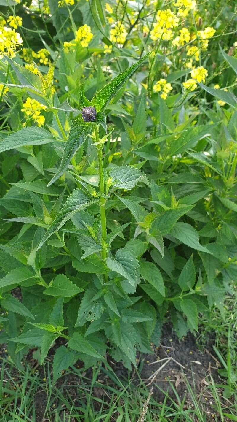 Agrastache finocchio 22