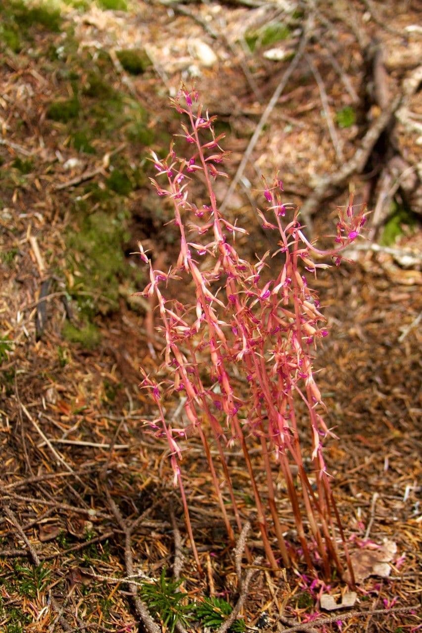 Corallorhiza 8