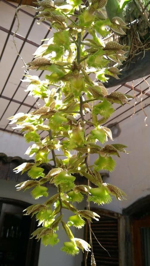 Orchidea střapkatá 3