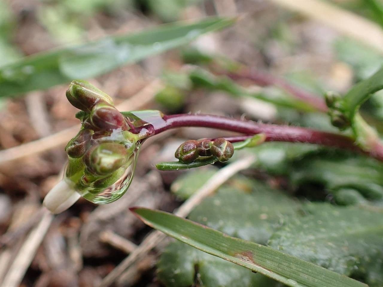 Arabis scabra 2