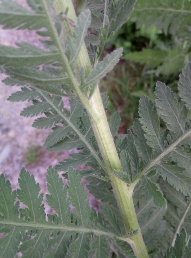 Achillea filipendula 22